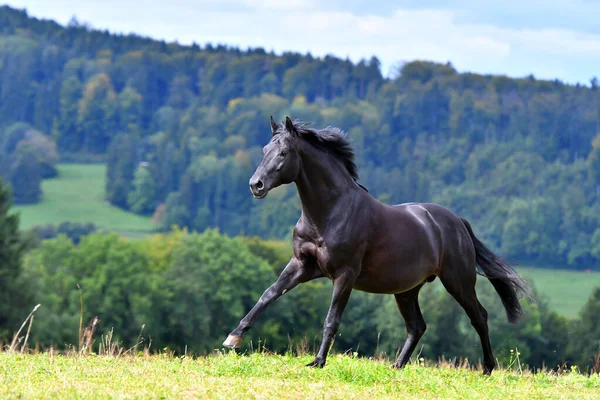 Black hannoverian horse running in the field near forest in summer light.