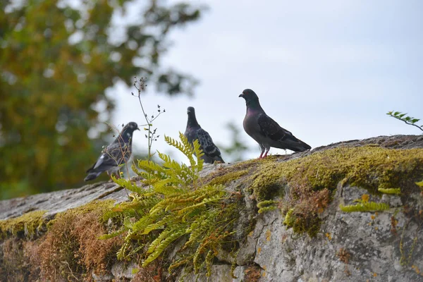 Trois Pigeons Assis Sur Des Pierres Mousseuses Pensant Vie — Photo