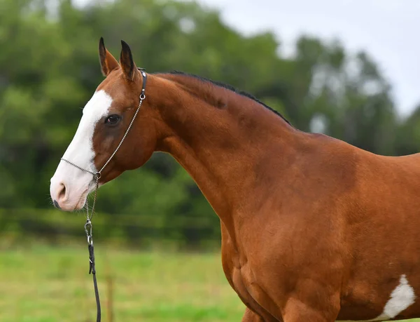 Bay Akhal Teke Hřebec Velkou Bílou Skvrnou Hlavě Pózuje Show — Stock fotografie