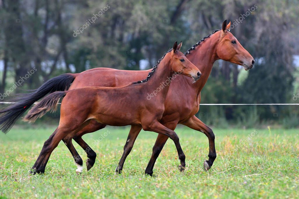 arthorse