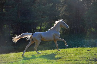 Kirli Cremello Akhal Teke cinsi aygır arka planda dörtnala koşuyor..
