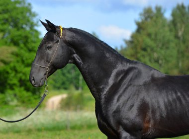 Safkan, siyah Akhal Teke atı dışarıda, dizinin yuları içinde. Portre,