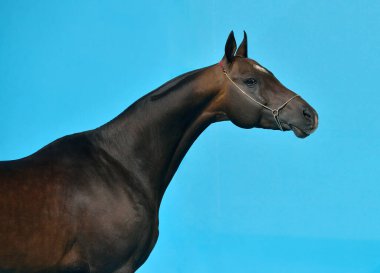 Dark Bay Akhal Teke cinsi at, turkuaz mavi arka plana karşı dizili duruyor. Hayvan portresi. İç fotoğraf konsepti.