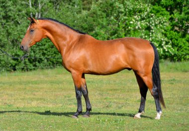 Bay Akhal Teke At sahada dizginleri elinde duruyor. Hayvan portresi.