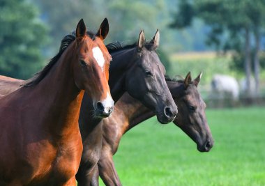 Tarlada serbestçe koşan üç akhal teke at yetiştiriyor. Hayvan portresi.