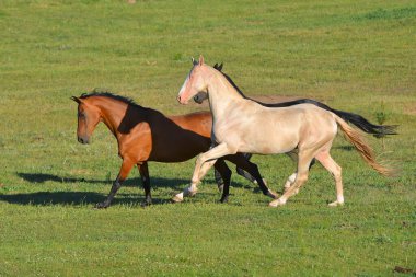Akhal Teke sürüsü yazın yeşil çayırlarda koşan kısraklar üretiyor. Hayvanlar hareket halinde.