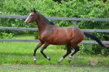 Bay Akhal Teke cinsi aygır çit boyunca yeşil yaz otlaklarında dörtnala koşuyor. Hareket halindeki hayvan portresi.