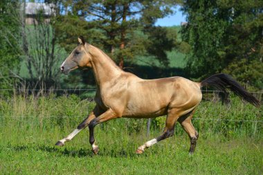 Buckskin Akhal Teke cinsi at yazın dört nala koşuyor. Hayvanlar hareket halinde.