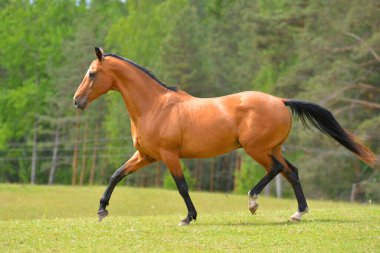 Bay Akhal Teke cinsi aygır yeşil yaz tarlasında koşuyor. Hareket halindeki hayvan portresi.