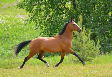 Bay Akhal Teke cinsi aygır yeşil yaz tarlasında koşuyor. Hareket halindeki hayvan portresi.