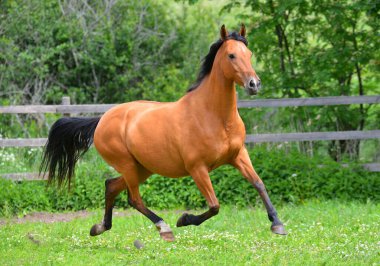 Buckskin Akhal Teke cinsi at yazın çit boyunca çayırda koşuyor. Hayvanlar hareket halinde.