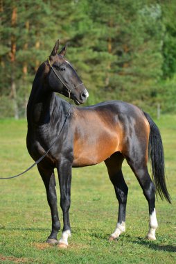 Safkan, siyah Akhal Teke atı dışarıda, dizinin yuları içinde. Portre,