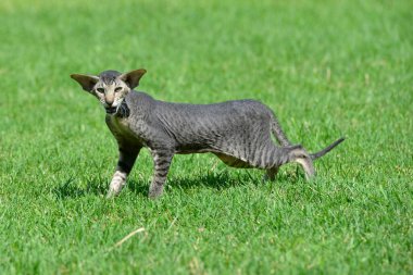 Grey striped oriental cat sneaking on the green summer grass lawn. clipart