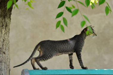 Gri çizgili doğulu kedi yaprakların arasında.