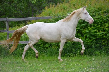 Cremello akhal teke cins at yeşil çayırda koşuyor, hareket halindeki hayvan.