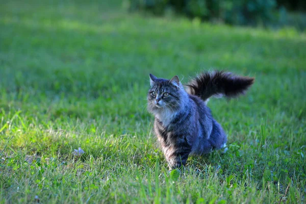 Tabby Flauschige Katze Draußen Gras Sommer Der Sonne Gegenlicht Tierporträt — Stockfoto