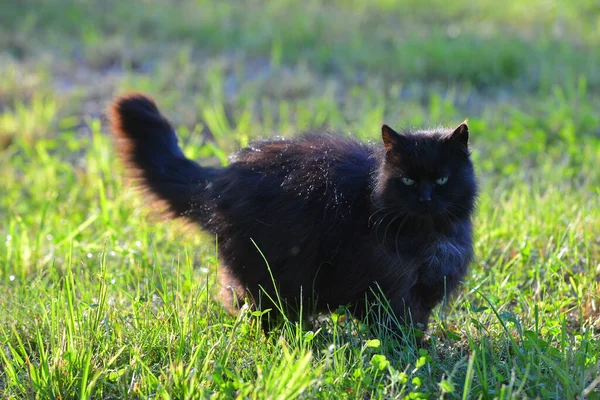 夏天在外面的草地上晒太阳的黑毛猫 动物肖像 — 图库照片