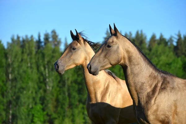 夏に2頭の馬が牧草地で馬に乗る 動物肖像画 — ストック写真