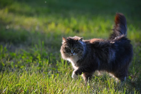 塔比毛绒绒的猫在外面的草地上晒太阳 动物肖像 — 图库照片