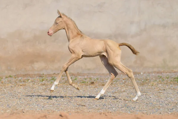 Cremello Akhal Teke, yazın dışarıda kumlu zeminde dörtnala koşan bir tay yavrusu. Hareket halindeki hayvan portresi.