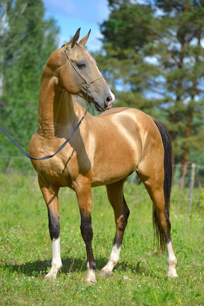 Hebilla Dorada Akhal Teke Semental Halter Espectáculo Pie Fuera Mirando —  Fotos de Stock