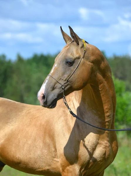 Hebilla Dorada Akhal Teke Semental Halter Espectáculo Pie Fuera Mirando — Foto de Stock