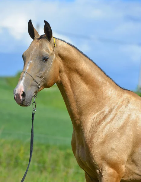 Fibbia Dorata Akhal Teke Stallone Alone Spettacolo Piedi Fuori Guardando — Foto Stock