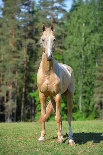 パロミノアクハル周囲の緑の木々とフィールドに立って白い頭を持つ品種の馬を取ります 動物肖像画 — ストック写真