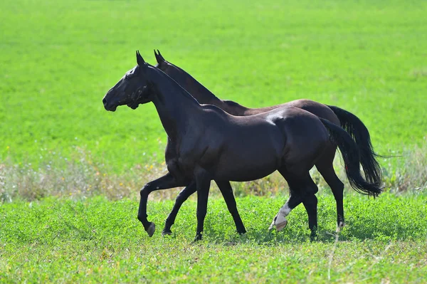 Siyah Akhal Teke Tarlada Yan Yana Koşan Atlar Yetiştiriyor — Stok fotoğraf