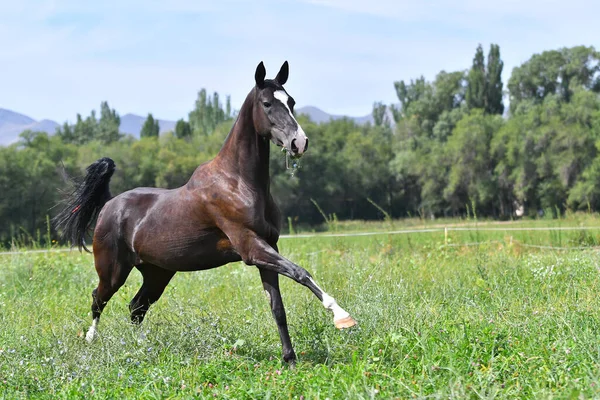 Czarny Koń Czystej Krwi Akhal Teke Biegnie Galopie Wolny Polu — Zdjęcie stockowe