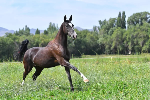 Negro Pura Raza Akhal Teke Caballo Corriendo Galope Libre Campo — Foto de Stock