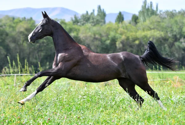 Negro Pura Raza Akhal Teke Caballo Corriendo Galope Libre Campo — Foto de Stock