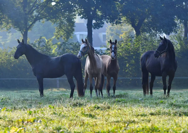霧深い朝の牧草地に立って馬の群れと離れて見て — ストック写真