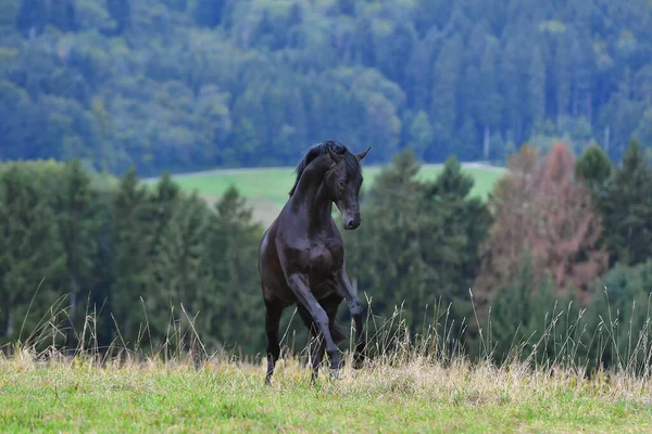 Black hannoverian horse rears and plays in the field wild and free near forest. Animal in motion.