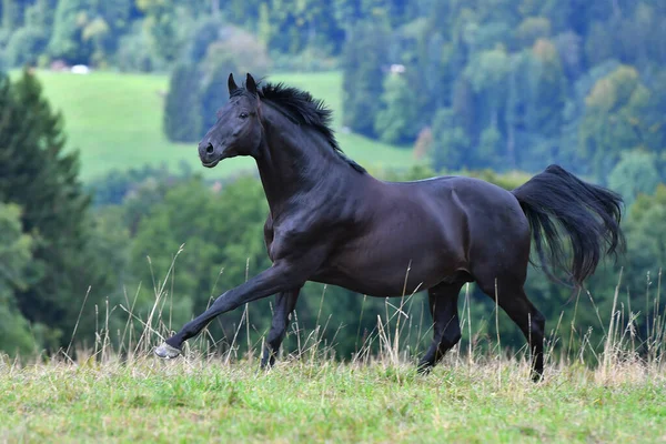 Черный Ганноверский Конь Бежит Поле Возле Леса Летом Животное Движении — стоковое фото
