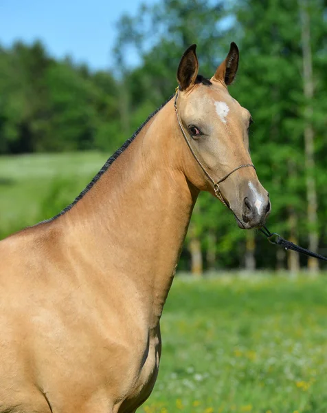 Golden Buckskin Akhal Teke Stallion Show Halter Standing Looking Distance — Stock Photo, Image