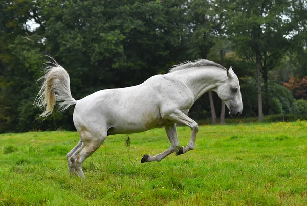 Белая Лошадь Скачет Вперед Счастливо Зеленом Поле Галопе — стоковое фото