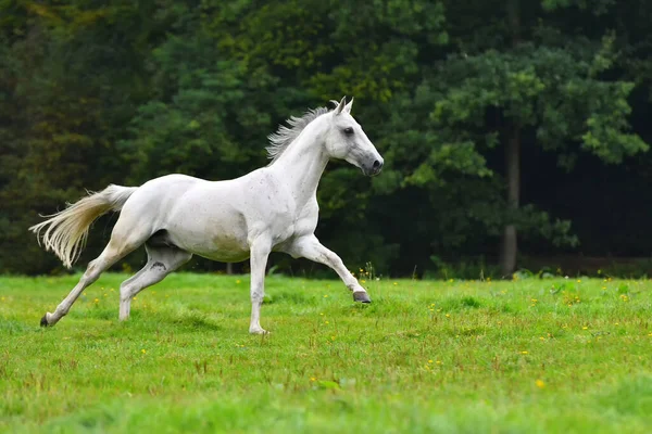 ガロップの緑のフィールドで実行されている白い馬 — ストック写真