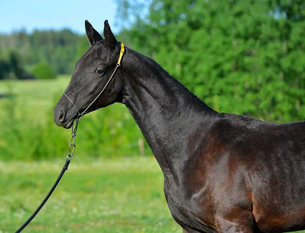 Caballo Akhal Teke Negro Pura Raza Afuera Halter Show Retrato — Foto de Stock