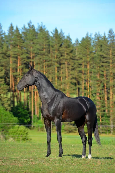 Cavallo Akhal Teke Nero Purosangue Fuori Cavezza Ritratto — Foto Stock