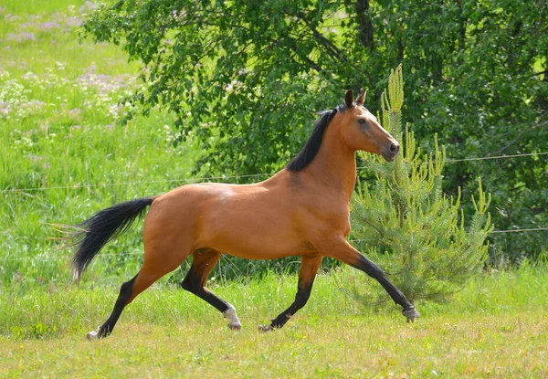 Bay Akhal Teke Breed Stallion Runs Trot Green Summer Field — Stock Photo, Image