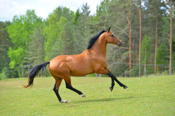 Baía Akhal Teke Raça Garanhão Corre Galope Campo Verão Verde — Fotografia de Stock