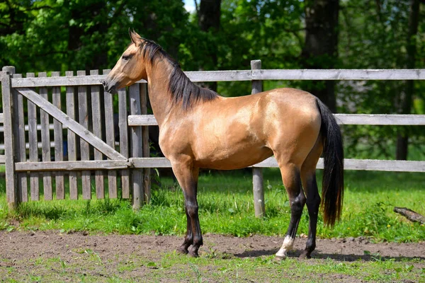 Portrait Buckskin Akhal Teke Stallion Standing Wooden Fence Paddock Horizontal — ストック写真