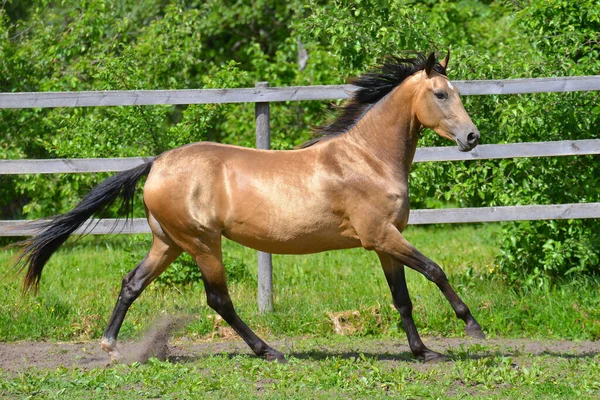 Buckskin Akhal Teke cinsi at yazın çit boyunca çayırda dört nala koşuyor. Hayvanlar hareket halinde.
