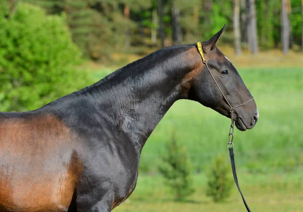 Čistokrevný Černý Akhal Teke Kůň Venku Ohlávce Portrét — Stock fotografie