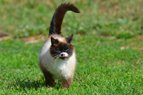 Blauäugige Siamesische Katze Die Sommer Draußen Auf Dem Gras Spaziert — Stockfoto