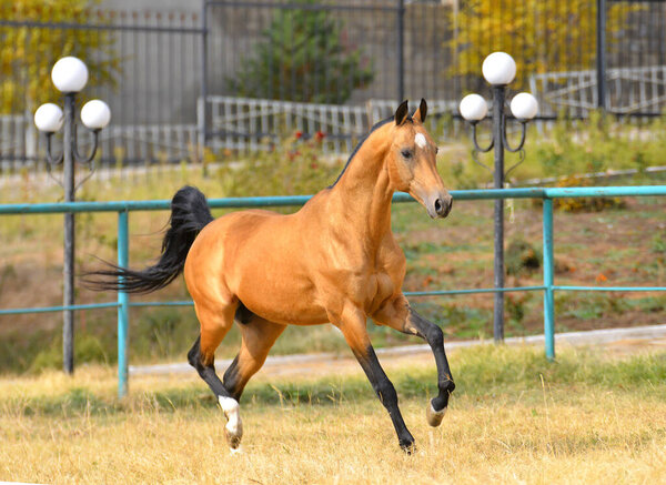 Bay akhal teke breed horse running in gallop in the sand paddock with metal fence. Animal in motion.