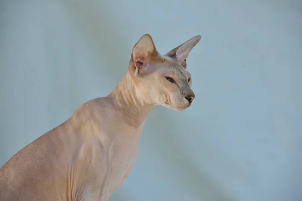 Lilás Ponto Sphynx Oriental Gato Retrato Animal — Fotografia de Stock