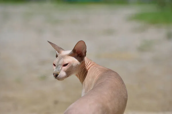 Flieder Punkt Sphynx Orientalische Katze Tierporträt — Stockfoto