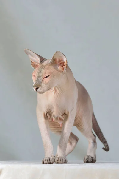 Flieder Punkt Sphynx Orientalische Katze Tierporträt — Stockfoto